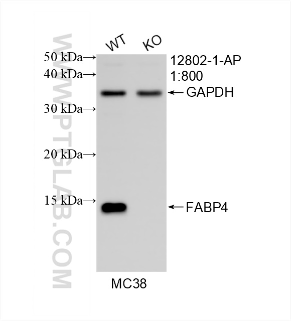 Western Blot (WB) analysis of MC38 cells using FABP4 Polyclonal antibody (12802-1-AP)