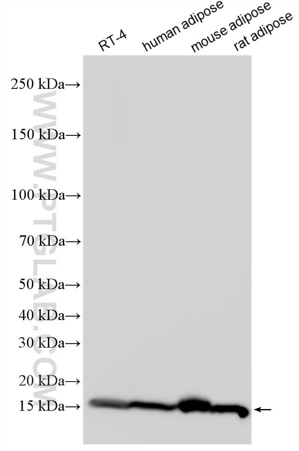 Western Blot (WB) analysis of various lysates using FABP4 Polyclonal antibody (12802-1-AP)