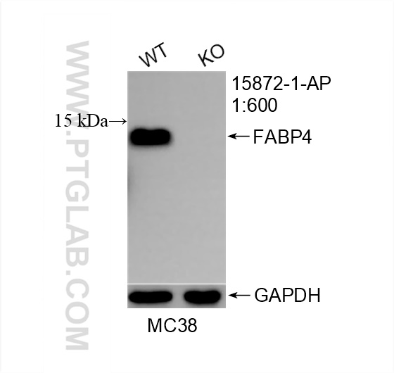 Western Blot (WB) analysis of MC38 cells using FABP4 Polyclonal antibody (15872-1-AP)