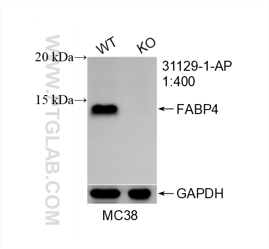 Western Blot (WB) analysis of MC38 cells using FABP4 Polyclonal antibody (31129-1-AP)