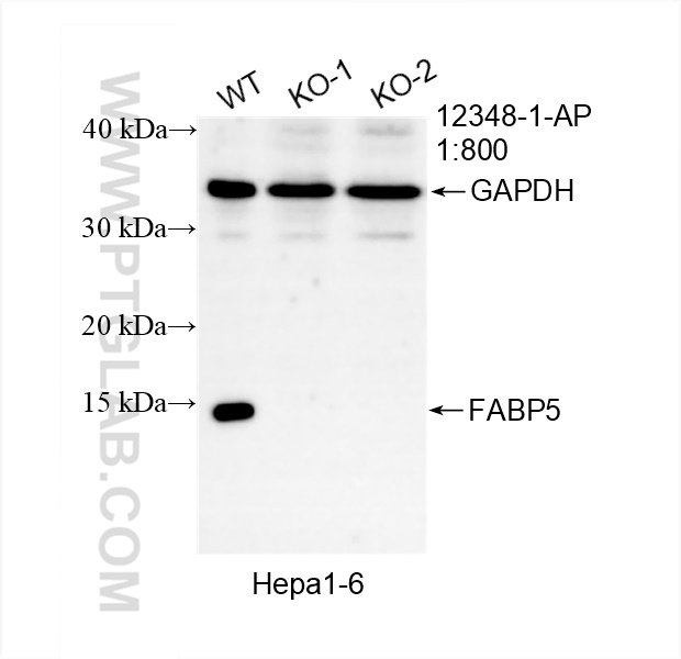 Western Blot (WB) analysis of various lysates using FABP5 Polyclonal antibody (12348-1-AP)