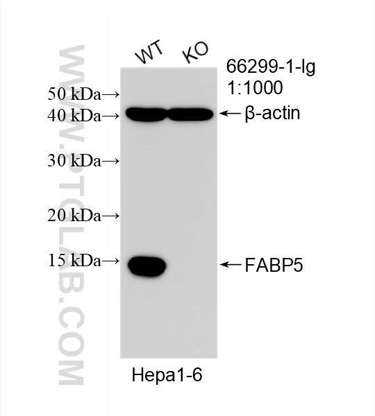 Western Blot (WB) analysis of Hepa1-6 cells using FABP5 Monoclonal antibody (66299-1-Ig)