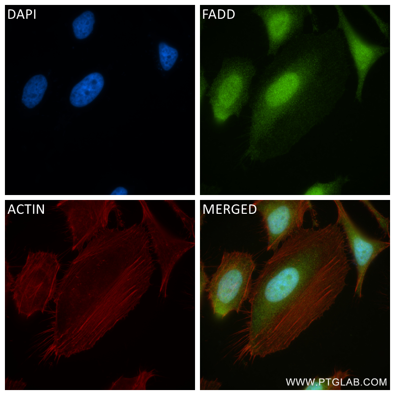 Immunofluorescence (IF) / fluorescent staining of HeLa cells using FADD Recombinant antibody (84619-5-RR)