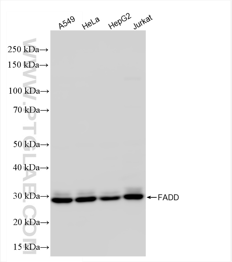 Western Blot (WB) analysis of various lysates using FADD Recombinant antibody (84619-5-RR)