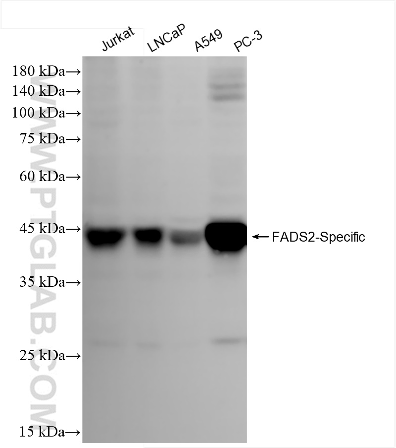 Western Blot (WB) analysis of various lysates using FADS2-Specific Recombinant antibody (84527-4-RR)