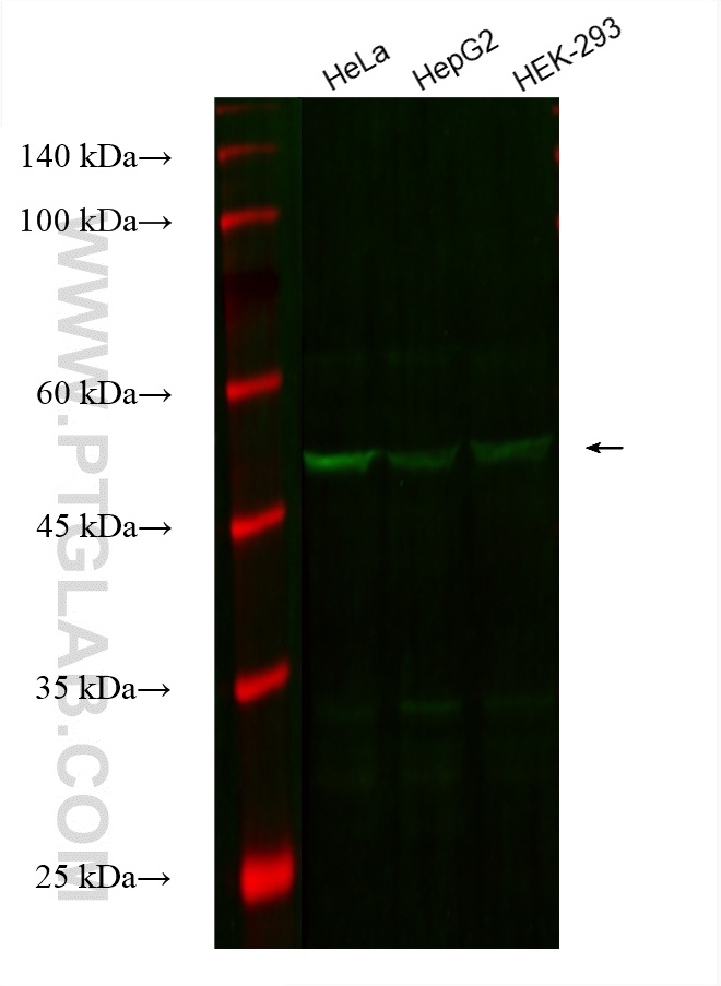 Western Blot (WB) analysis of various lysates using CoraLite® Plus 488-conjugated FAF2 Monoclonal anti (CL488-66629)