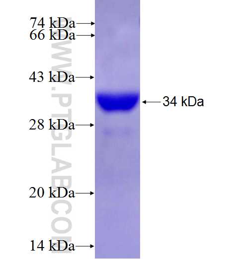 FAM109B fusion protein Ag26421 SDS-PAGE