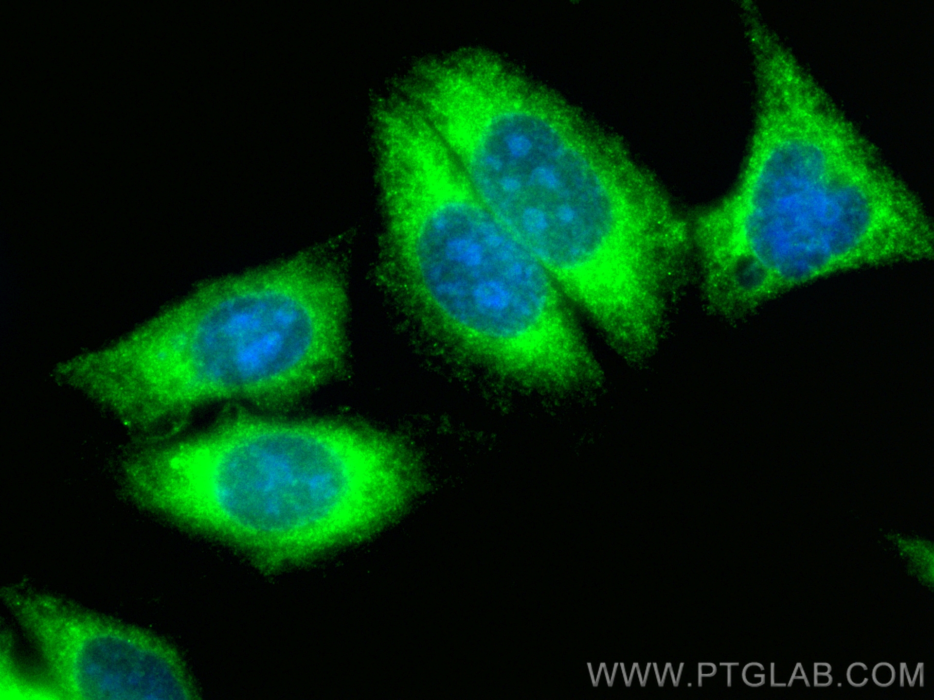 Immunofluorescence (IF) / fluorescent staining of HepG2 cells using CoraLite® Plus 488-conjugated FAM114A1 Polyclonal  (CL488-21638)