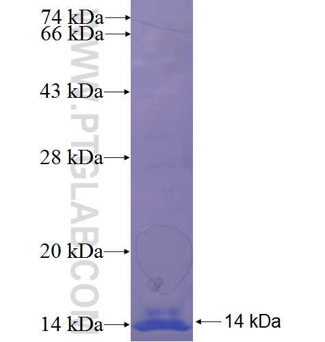 FAM120C fusion protein Ag23223 SDS-PAGE