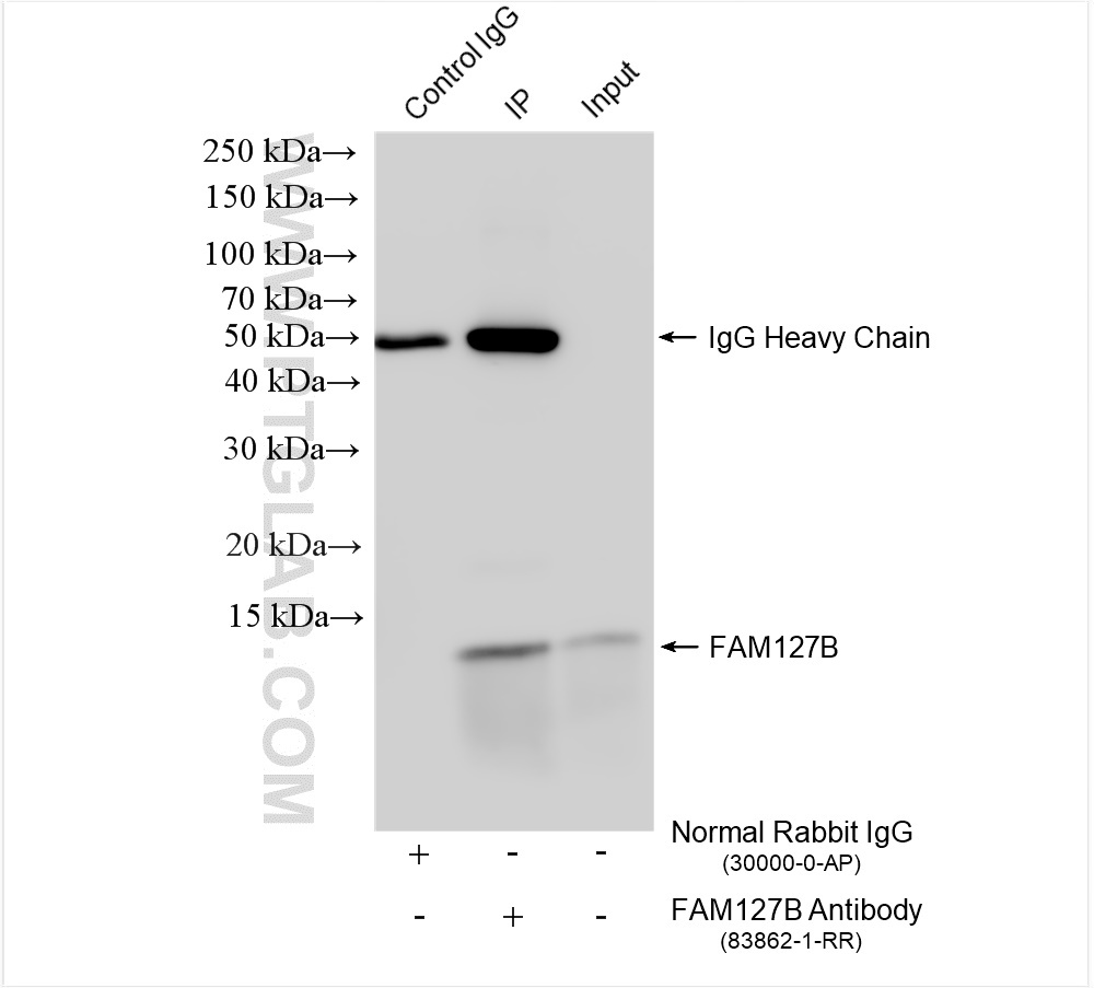 Immunoprecipitation (IP) experiment of HeLa cells using FAM127B Recombinant antibody (83862-1-RR)