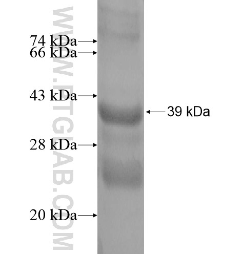 FAM127B fusion protein Ag13930 SDS-PAGE