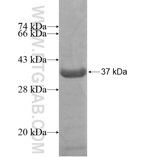 FAM21C fusion protein Ag15066 SDS-PAGE