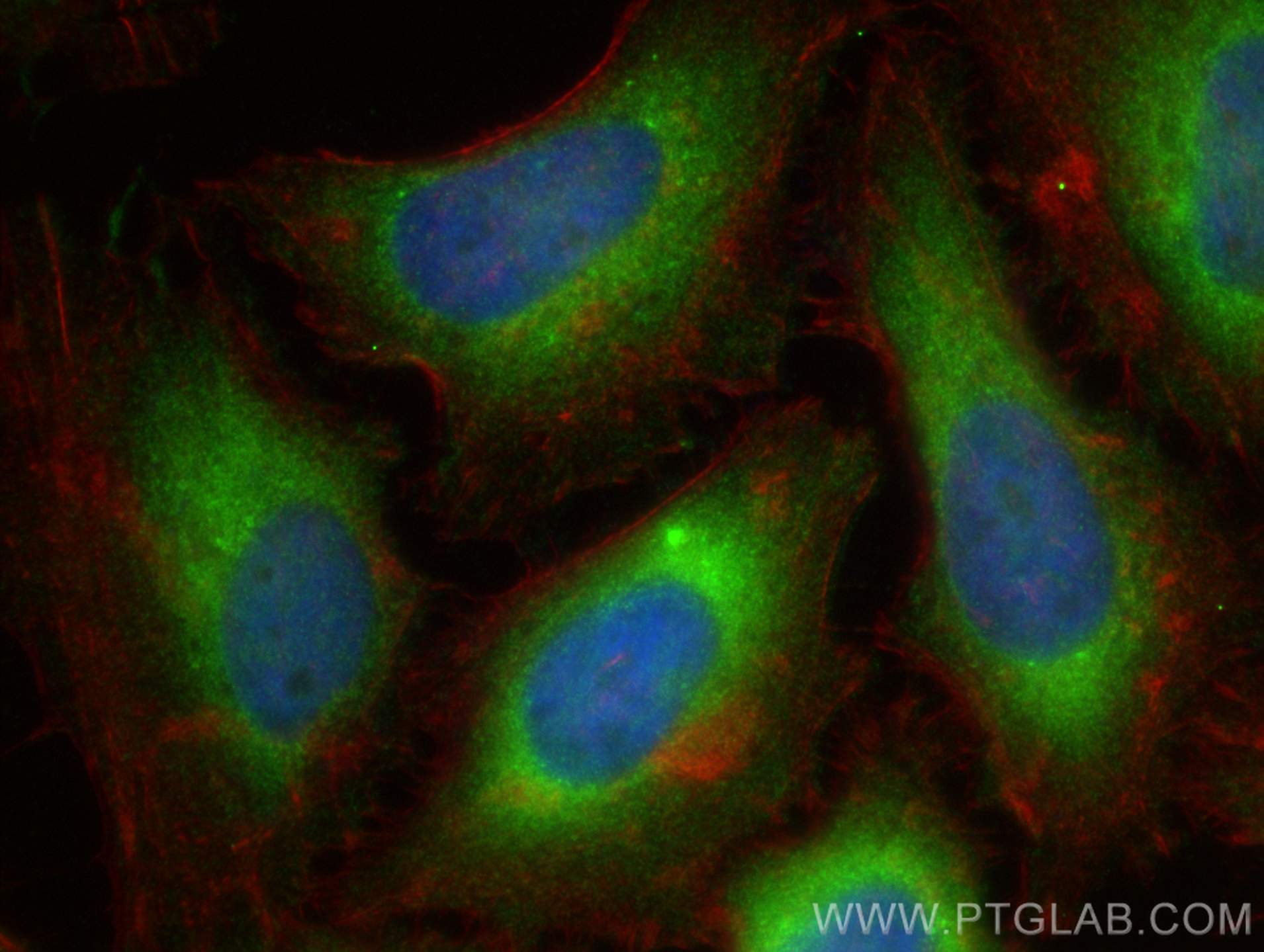 Immunofluorescence (IF) / fluorescent staining of HeLa cells using COX20 Polyclonal antibody (25752-1-AP)