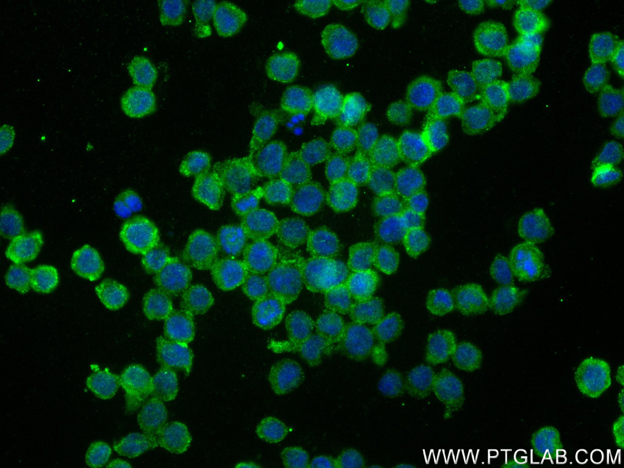 Immunofluorescence (IF) / fluorescent staining of THP-1 cells using Piezo1 (extracellular domain) Recombinant antibody (82625-4-RR)