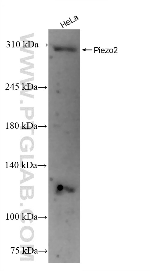 Western Blot (WB) analysis of HeLa cells using FAM38B Recombinant antibody (83488-4-RR)