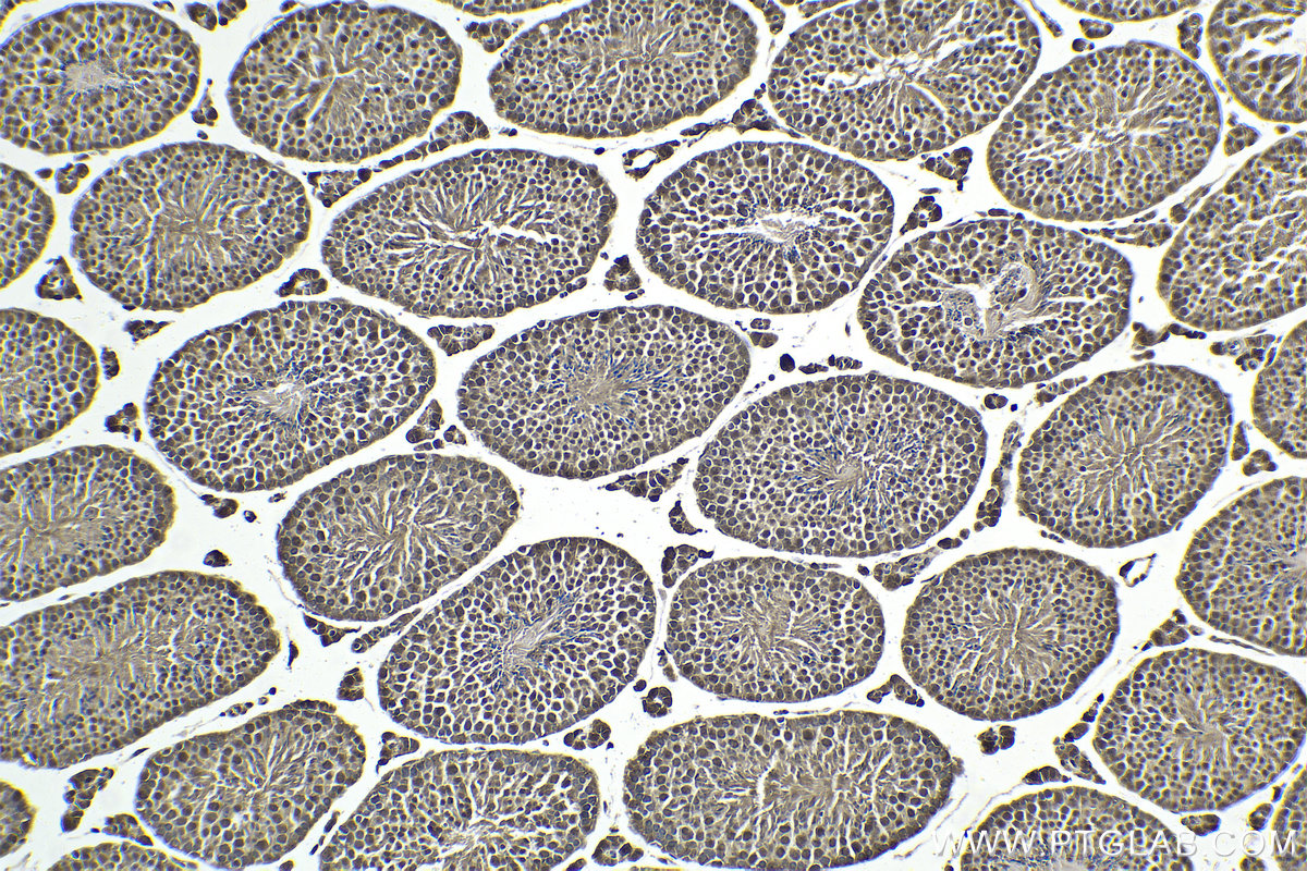 Immunohistochemistry (IHC) staining of mouse testis tissue using FAM48A Polyclonal antibody (24419-1-AP)