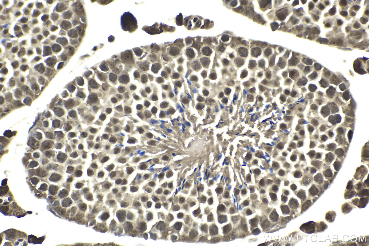 Immunohistochemistry (IHC) staining of mouse testis tissue using FAM48A Polyclonal antibody (24419-1-AP)