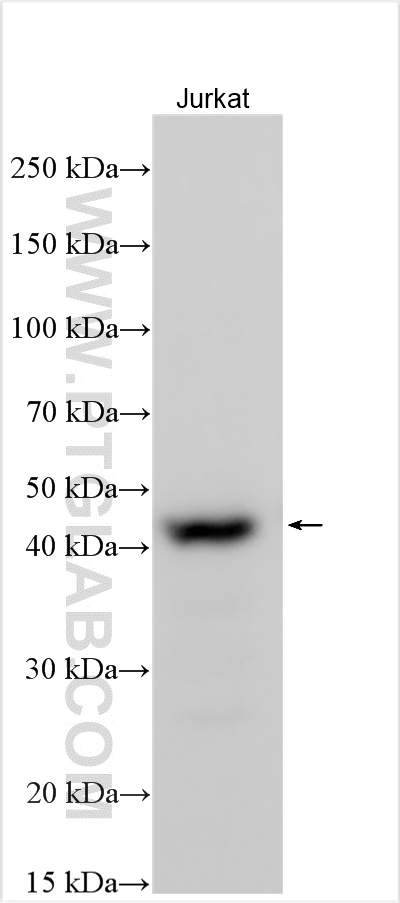 Western Blot (WB) analysis of various lysates using FAM54A Polyclonal antibody (26569-1-AP)