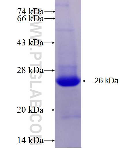 FAM55B fusion protein Ag27365 SDS-PAGE