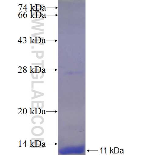 FAM78B fusion protein Ag23658 SDS-PAGE