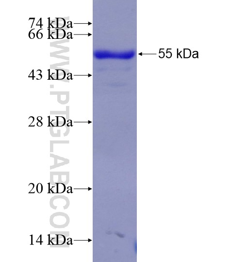 FAM83G fusion protein Ag28925 SDS-PAGE