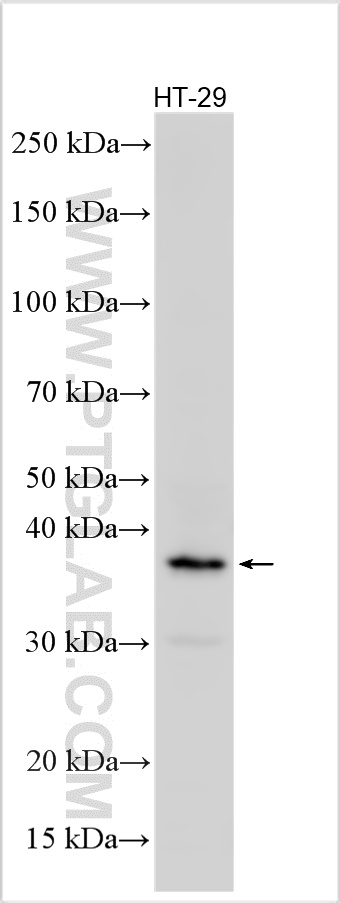 Western Blot (WB) analysis of various lysates using FAM84A Polyclonal antibody (26571-1-AP)