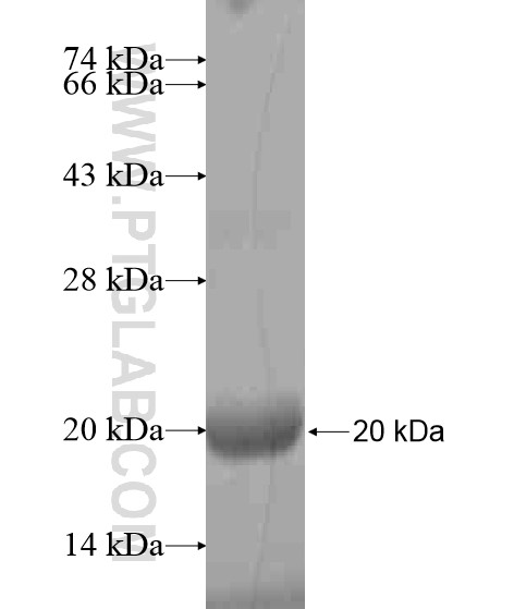 FAM92A1 fusion protein Ag20702 SDS-PAGE