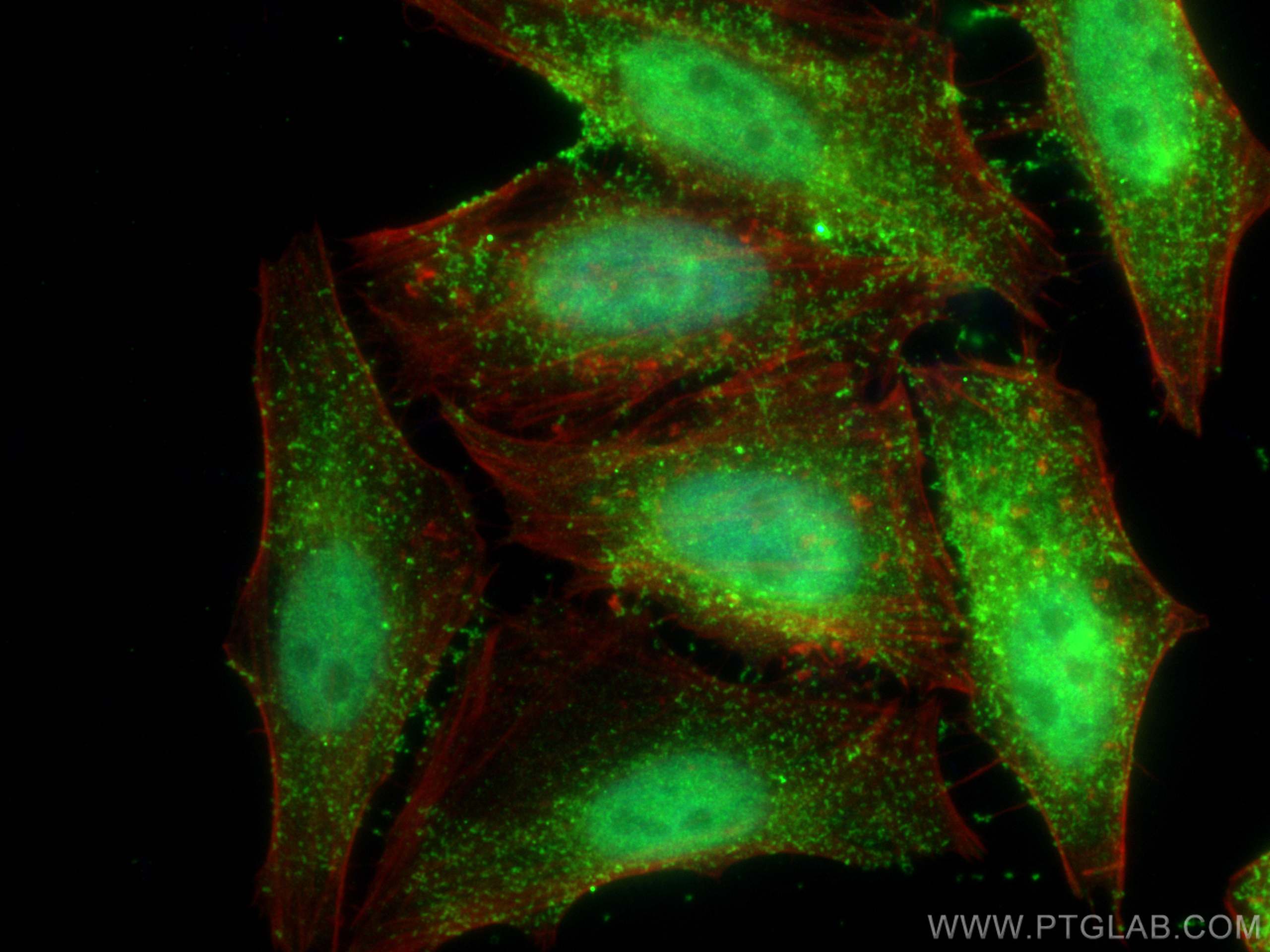 Immunofluorescence (IF) / fluorescent staining of HepG2 cells using FAM98B Polyclonal antibody (22251-1-AP)