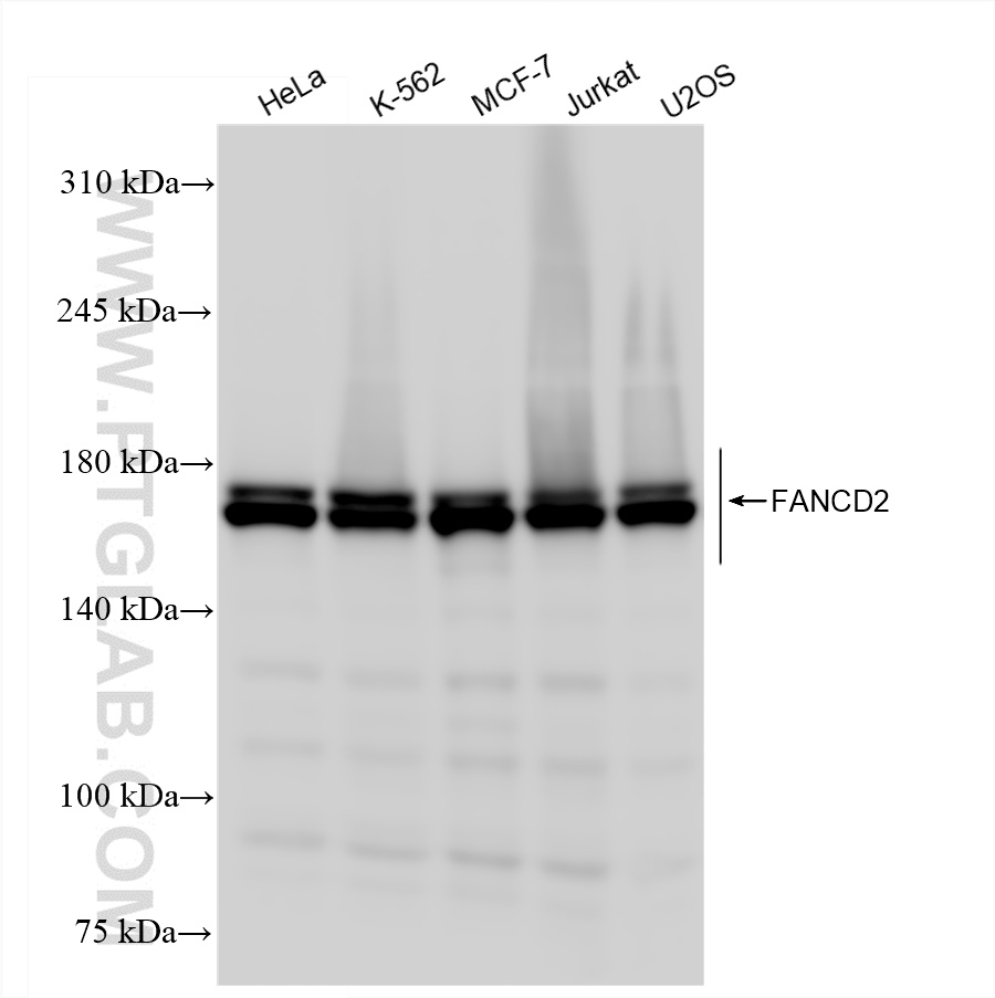 Western Blot (WB) analysis of various lysates using FANCD2 Recombinant antibody (83946-4-RR)