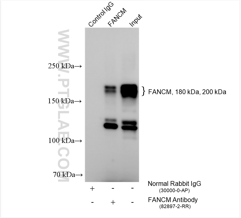 Immunoprecipitation (IP) experiment of HepG2 cells using FANCM Recombinant antibody (82897-2-RR)