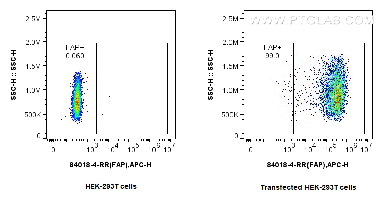 Flow cytometry (FC) experiment of Transfected HEK-293T cells using FAP Recombinant antibody (84018-4-RR)