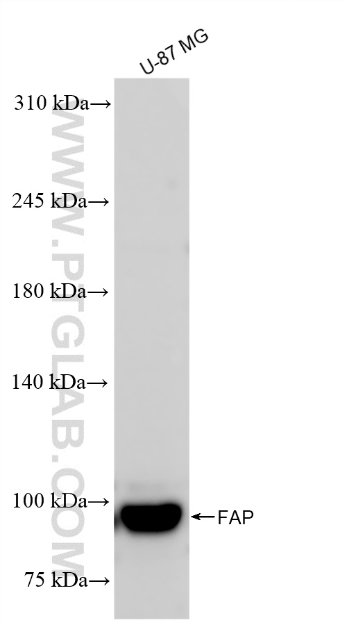 Western Blot (WB) analysis of U-87 MG cells using FAP Recombinant antibody (84018-4-RR)