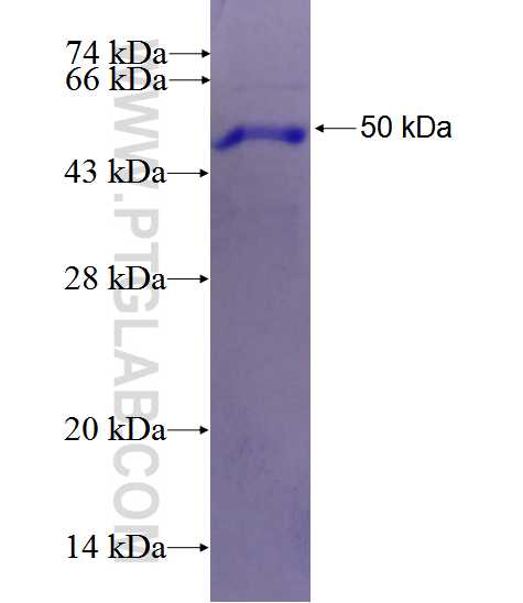 FAPA fusion protein Ag26695 SDS-PAGE