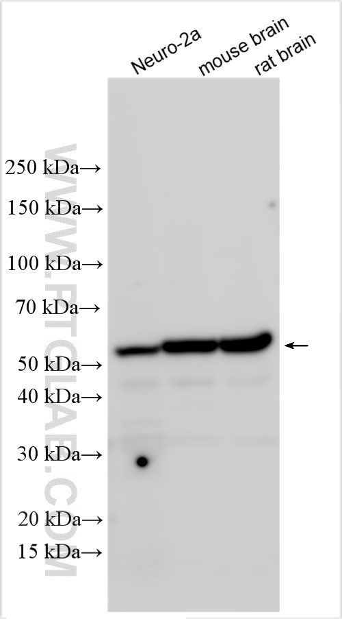 Western Blot (WB) analysis of various lysates using FAR2 Polyclonal antibody (27717-1-AP)