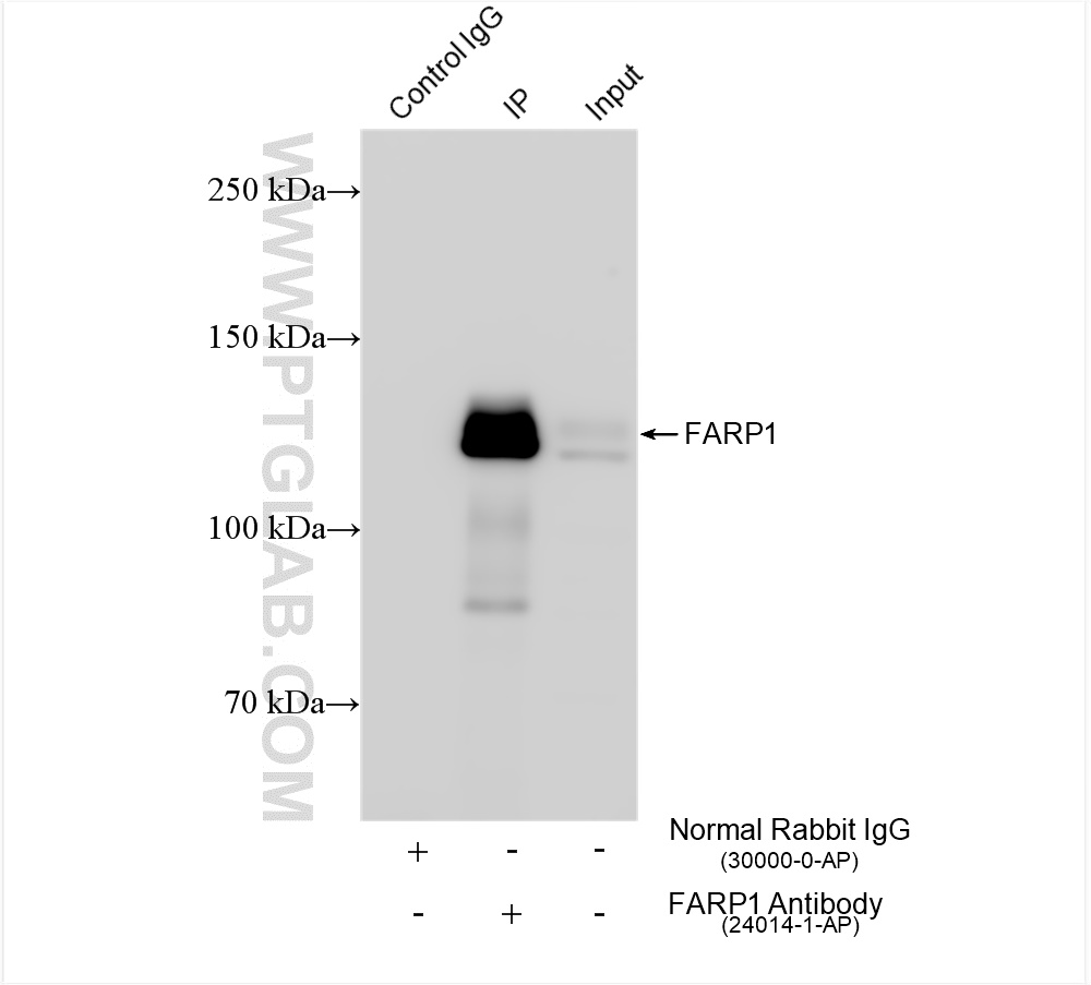 Immunoprecipitation (IP) experiment of HeLa cells using FARP1 Polyclonal antibody (24014-1-AP)