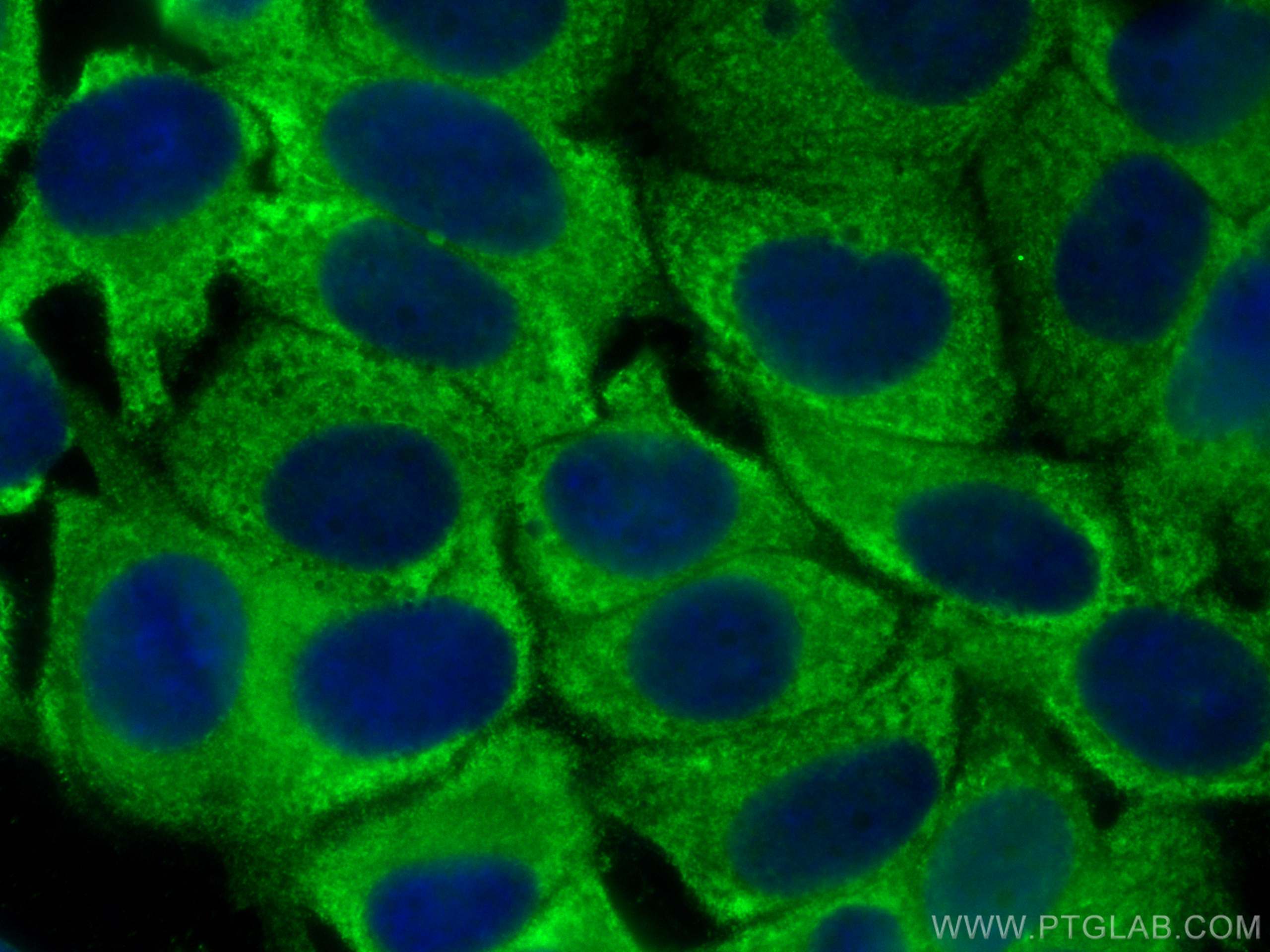 Immunofluorescence (IF) / fluorescent staining of MCF-7 cells using FARSA Polyclonal antibody (18121-1-AP)