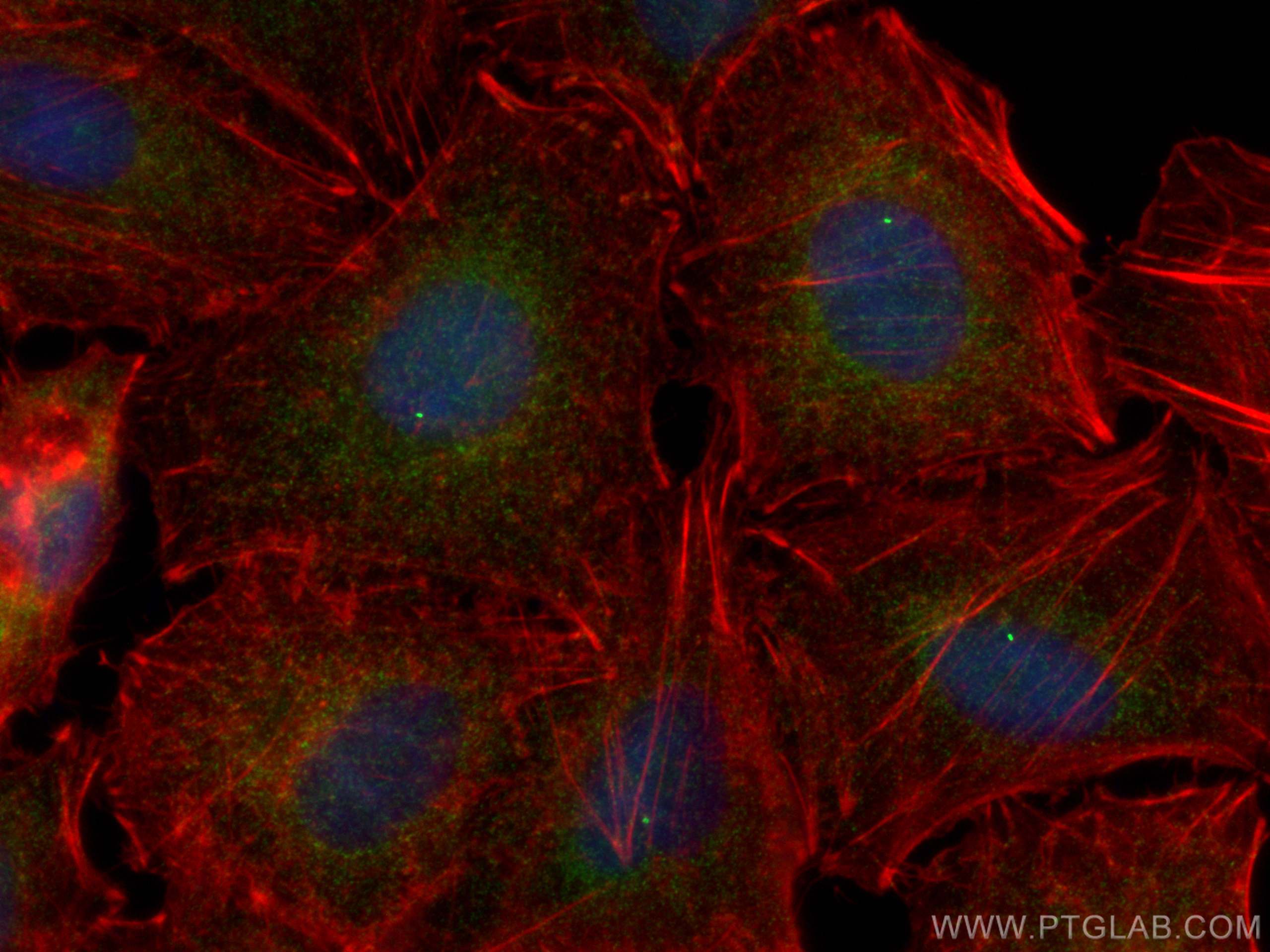 Immunofluorescence (IF) / fluorescent staining of A549 cells using FBF1 Polyclonal antibody (11531-1-AP)