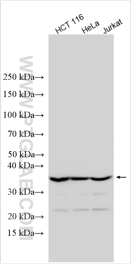 Western Blot (WB) analysis of various lysates using Fibrillarin Polyclonal antibody (16021-1-AP)