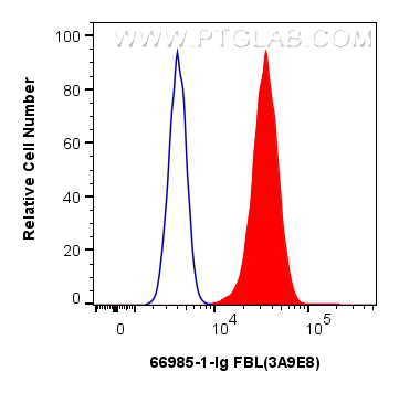 Flow cytometry (FC) experiment of HeLa cells using FBL Monoclonal antibody (66985-1-Ig)