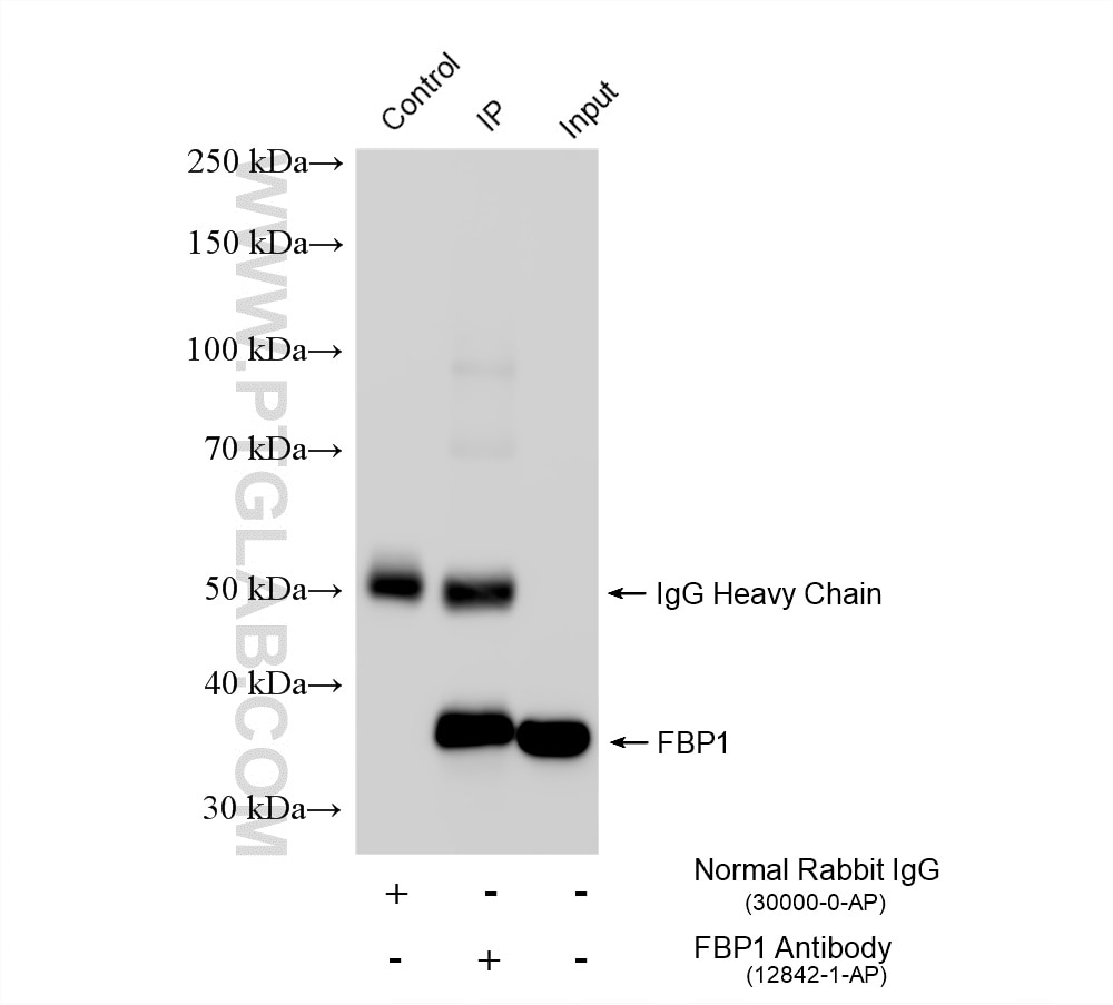 Immunoprecipitation (IP) experiment of mouse liver tissue using FBP1 Polyclonal antibody (12842-1-AP)