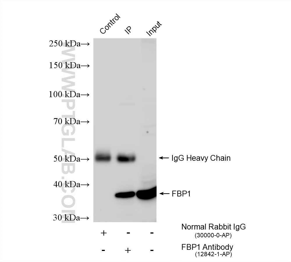 Immunoprecipitation (IP) experiment of MCF-7 cells using FBP1 Polyclonal antibody (12842-1-AP)