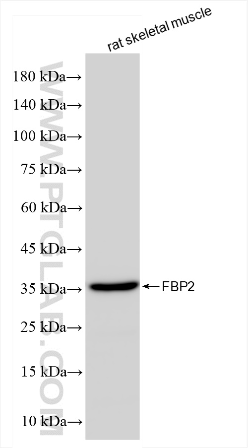 Western Blot (WB) analysis of rat skeletal muscle tissue using FBP2 Recombinant antibody (83910-5-RR)