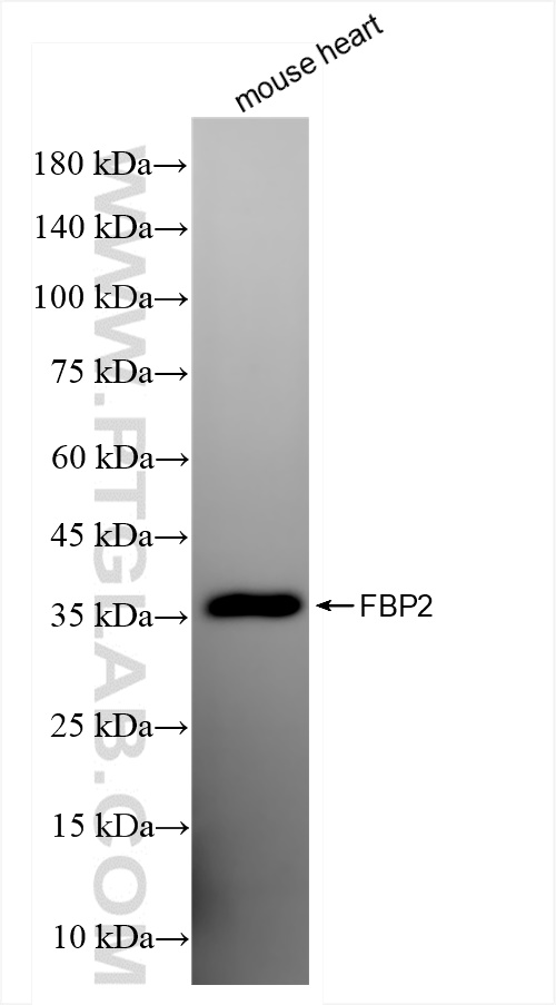 Western Blot (WB) analysis of mouse heart tissue using FBP2 Recombinant antibody (83910-5-RR)