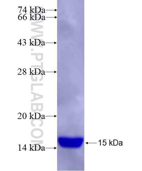 FBXL2 fusion protein Ag26653 SDS-PAGE