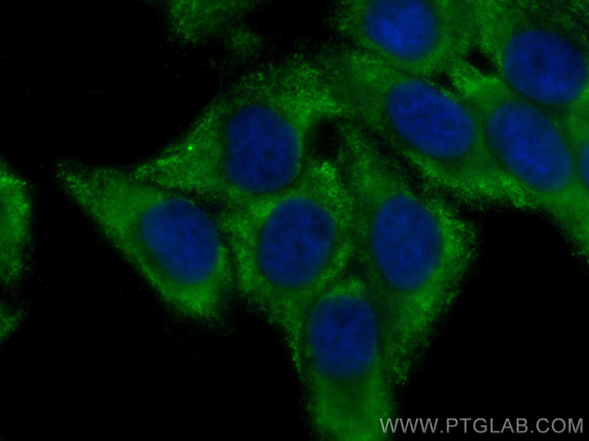 Immunofluorescence (IF) / fluorescent staining of HepG2 cells using CoraLite® Plus 488-conjugated FBXO17 Monoclonal an (CL488-68246)