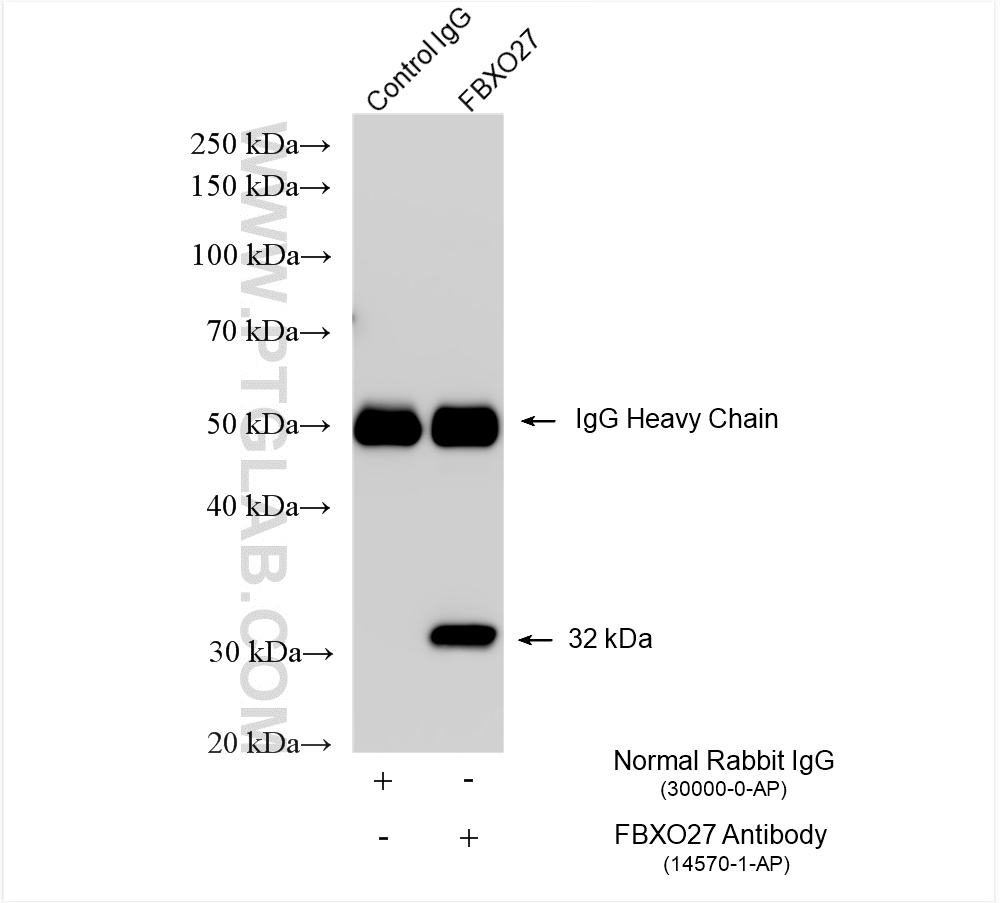 Immunoprecipitation (IP) experiment of PANC-1 cells using FBXO27 Polyclonal antibody (14570-1-AP)
