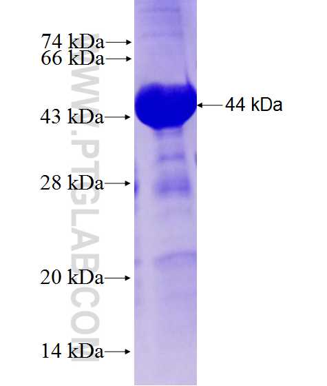 FBXO30 fusion protein Ag27807 SDS-PAGE