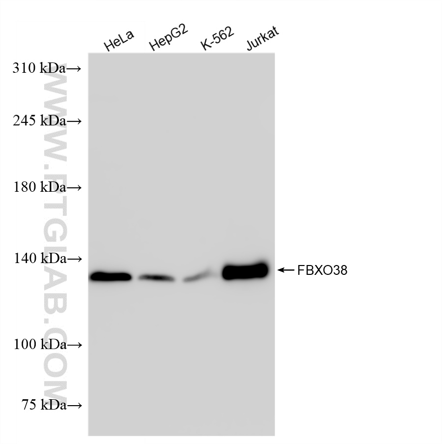 Western Blot (WB) analysis of various lysates using FBXO38 Recombinant antibody (83509-6-RR)