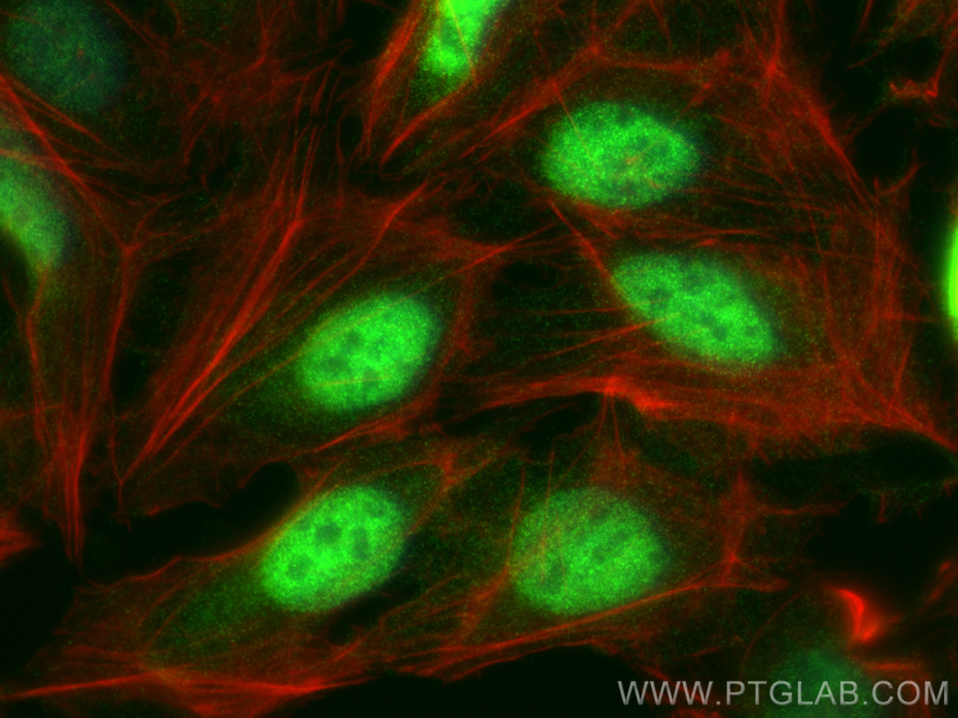 Immunofluorescence (IF) / fluorescent staining of U2OS cells using FBXO44 Recombinant antibody (82857-2-RR)