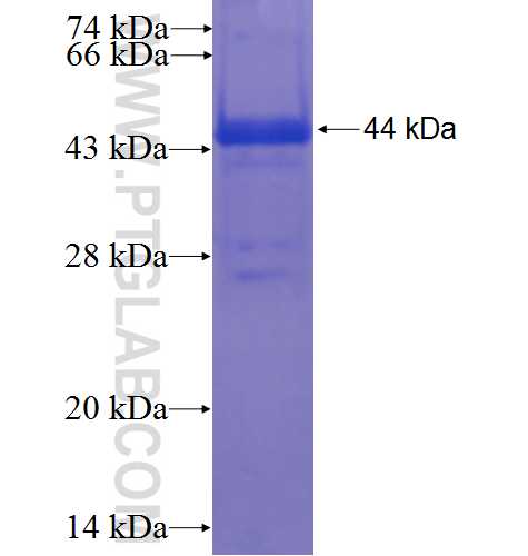 FBXW10 fusion protein Ag23403 SDS-PAGE